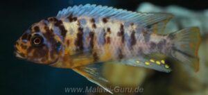 Metriaclima fainzilberi 'Ukenju'